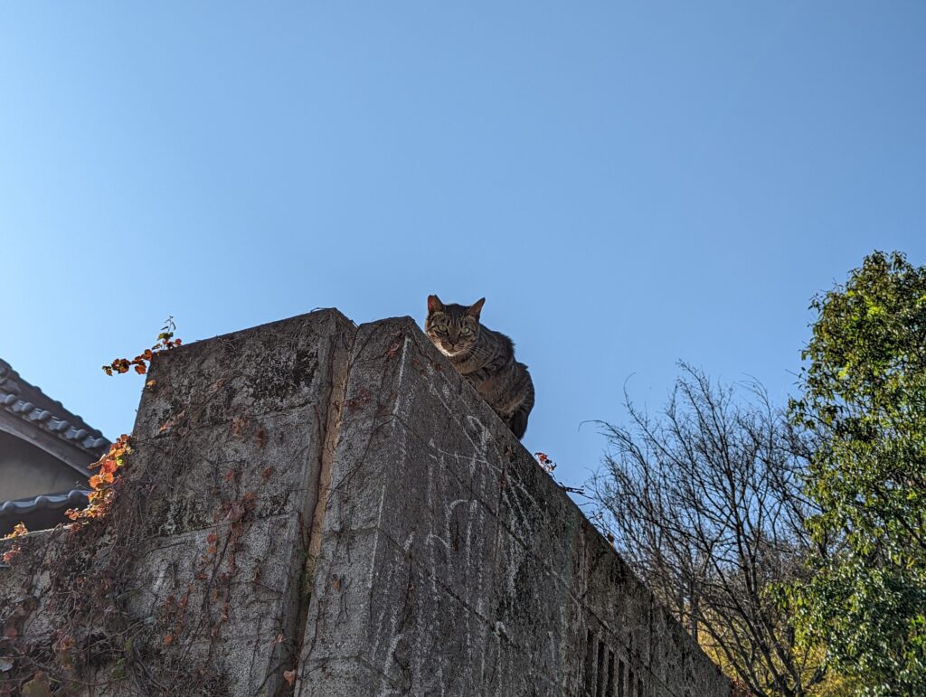 犬島の猫