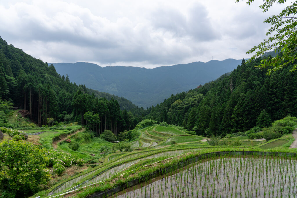 樫原の棚田