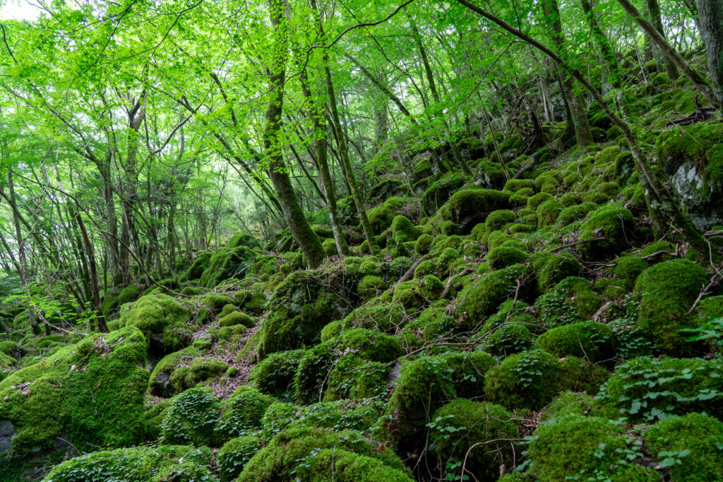 山犬嶽