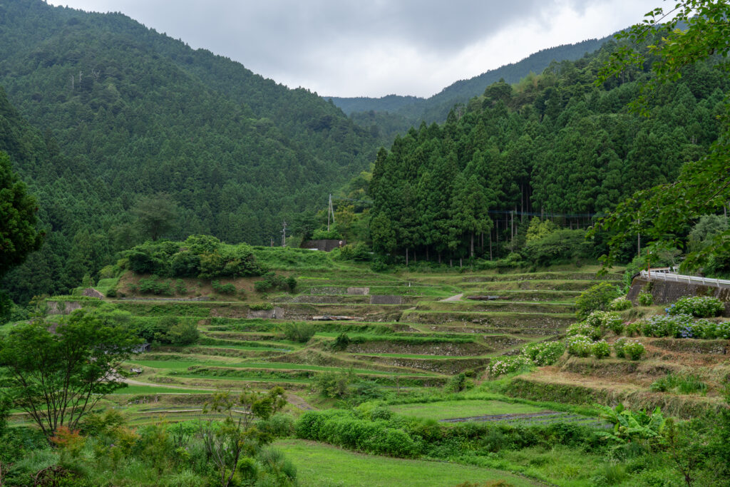 樫原の棚田